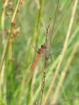 SX24232 Red dragonfly.jpg
